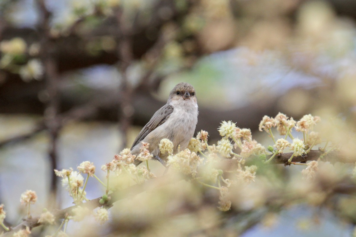 Mouse-colored Penduline-Tit - ML115096961