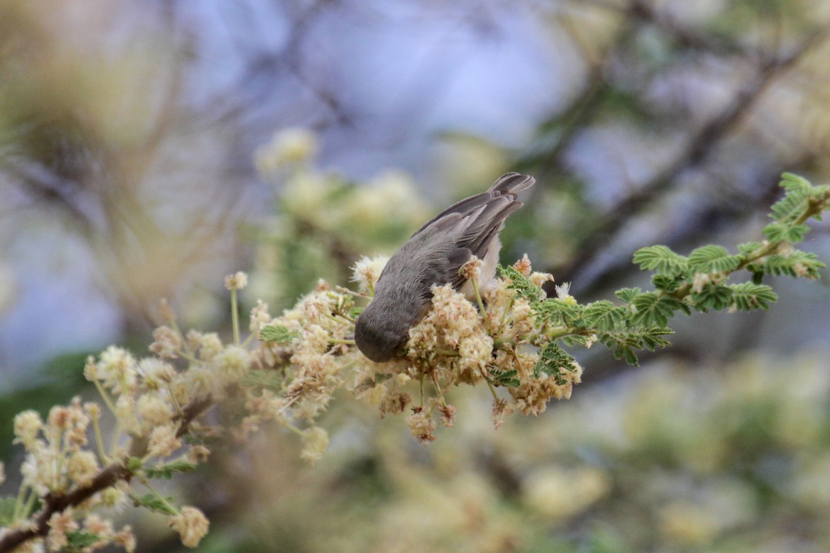 Mouse-colored Penduline-Tit - ML115096971