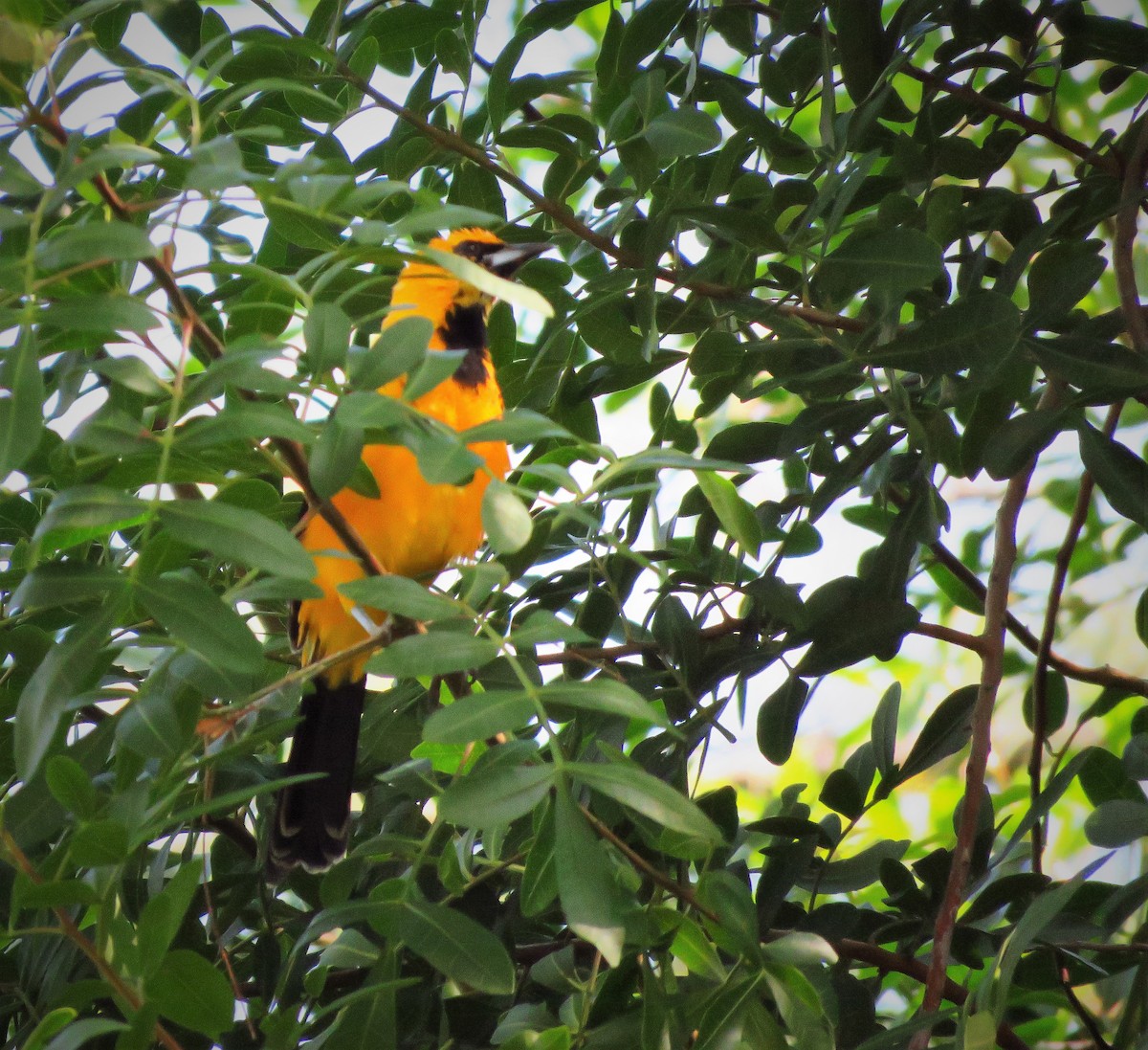 Spot-breasted Oriole - Susan Young