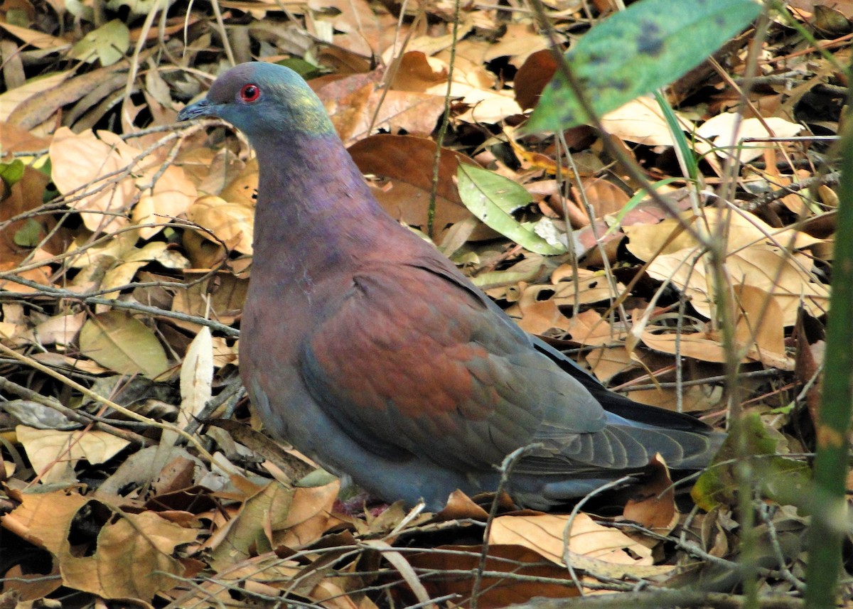 Рыжспинный голубь - ML115101371