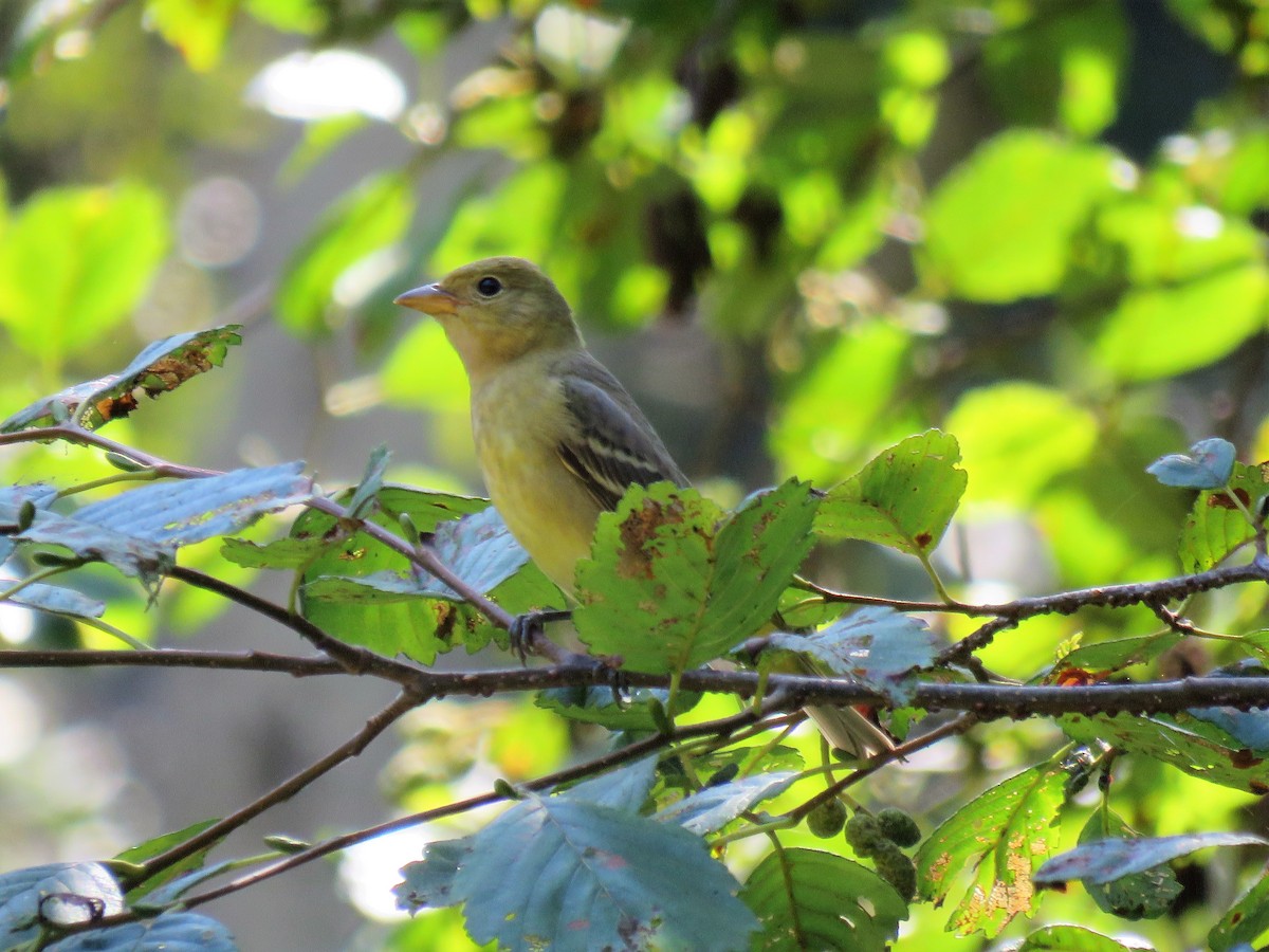 Western Tanager - ML115106361