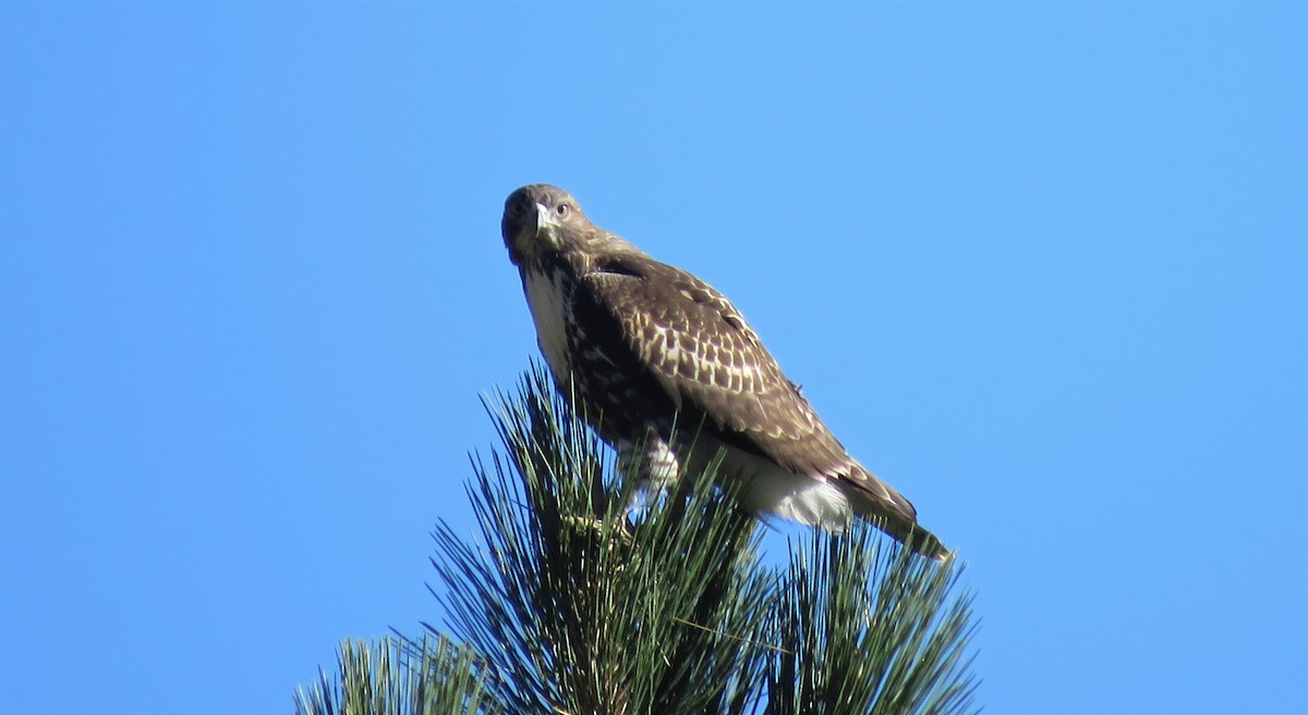 Red-tailed Hawk - ML115107551