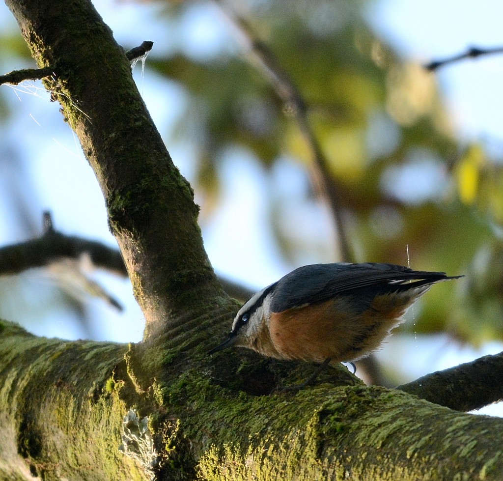 Red-breasted Nuthatch - Jaime Thomas