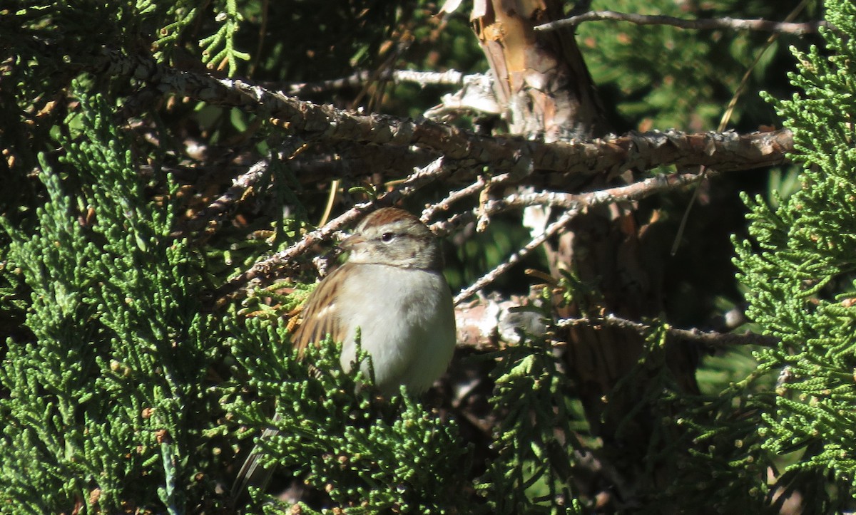 Chipping Sparrow - ML115108591