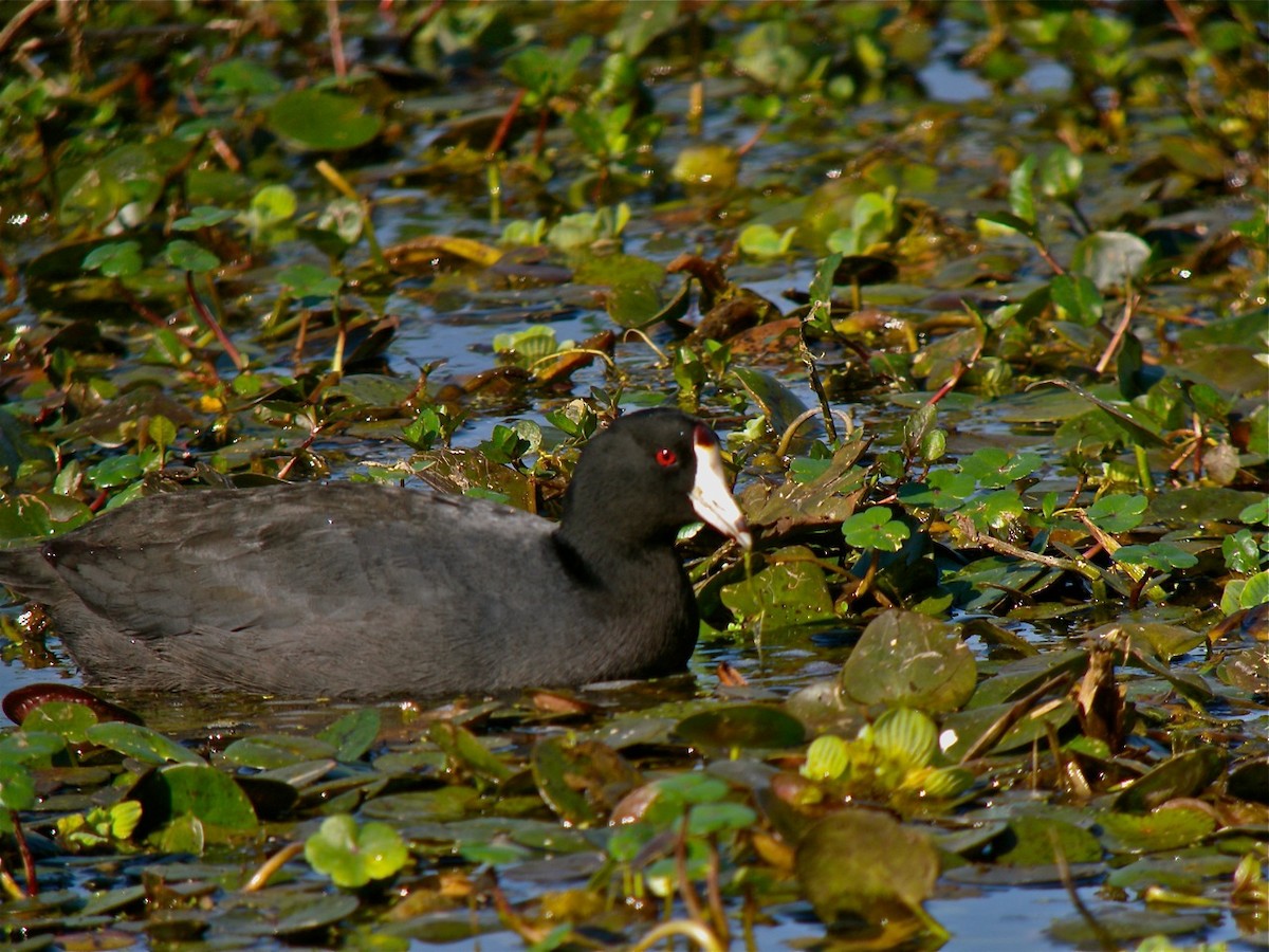 American Coot (Red-shielded) - ML115114851