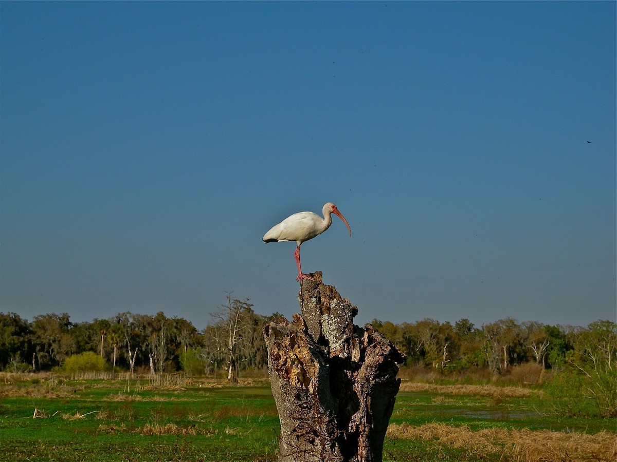 ibis bílý - ML115115071