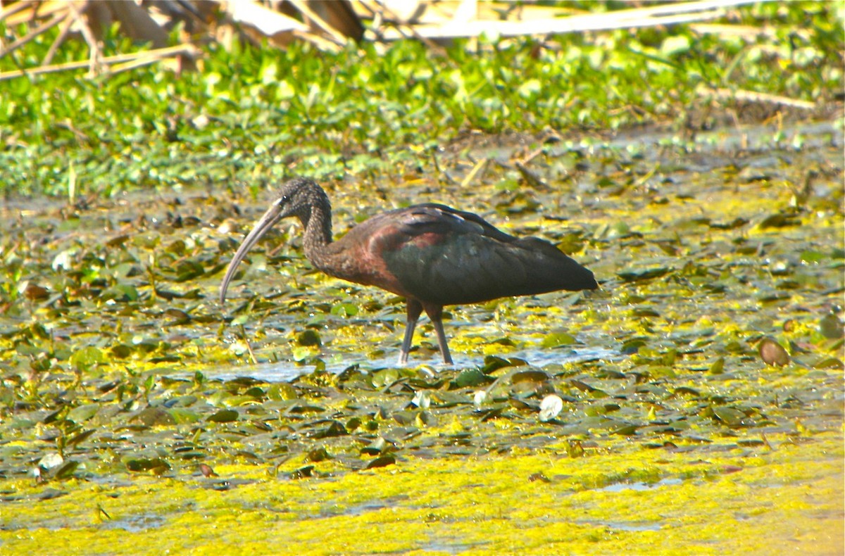 ibis hnědý - ML115115311