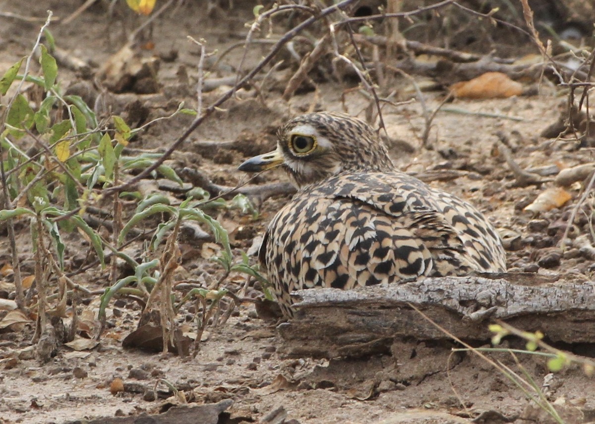 Spotted Thick-knee - ML115117351