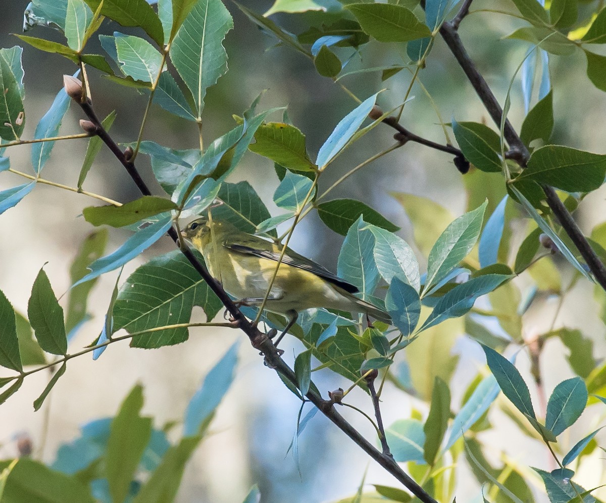 Tennessee Warbler - Chase Bonanno