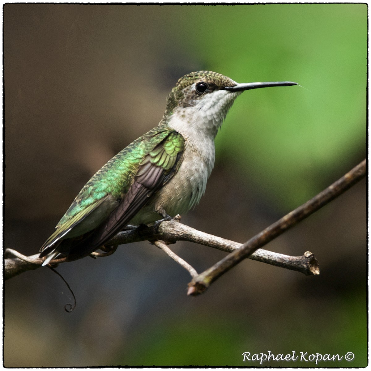 Ruby-throated Hummingbird - ML115120521