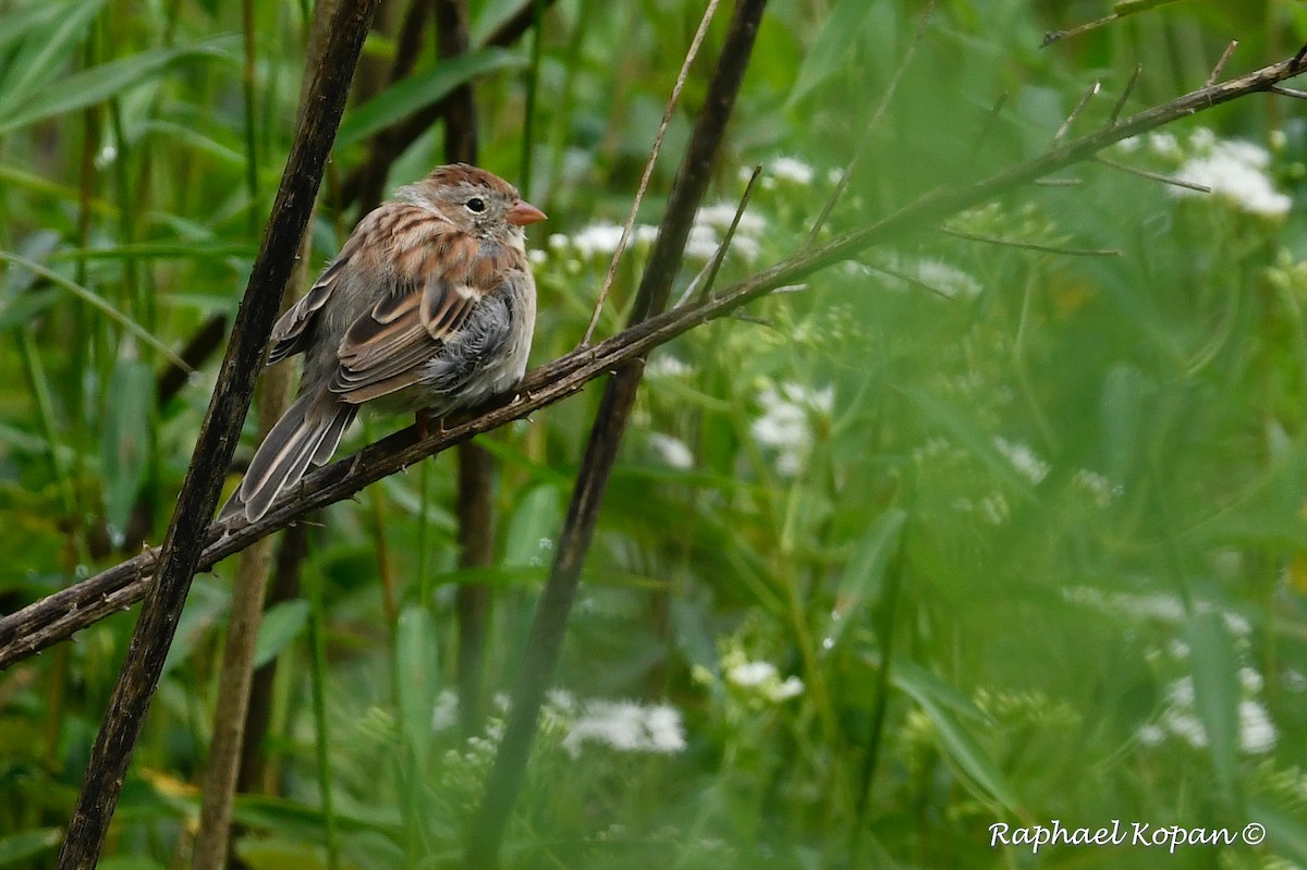 Field Sparrow - Raphael Kopan