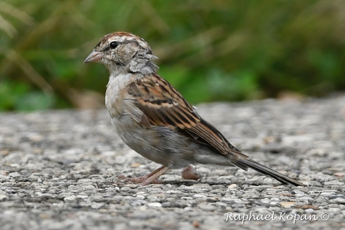 Chipping Sparrow - ML115121051