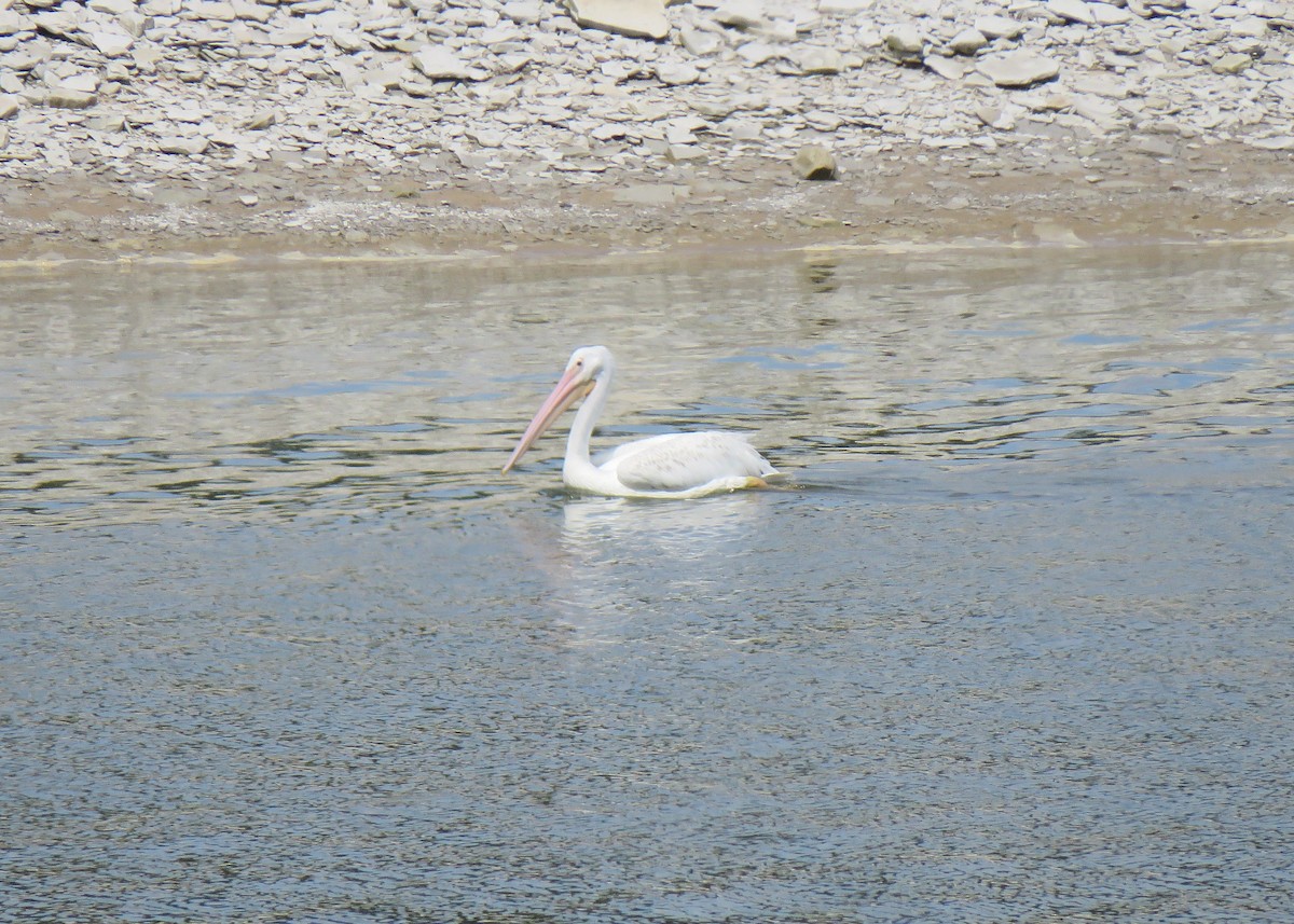 pelikán severoamerický - ML115121271
