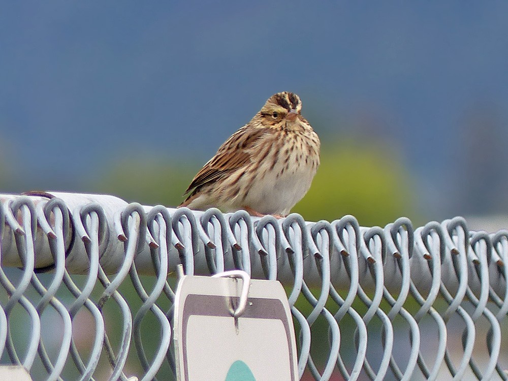 Savannah Sparrow - ML115123341