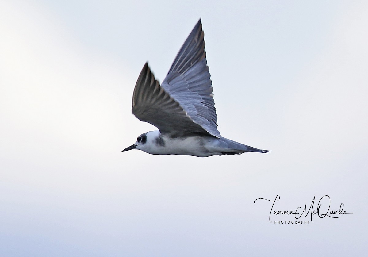 Black Tern - Tammy McQuade