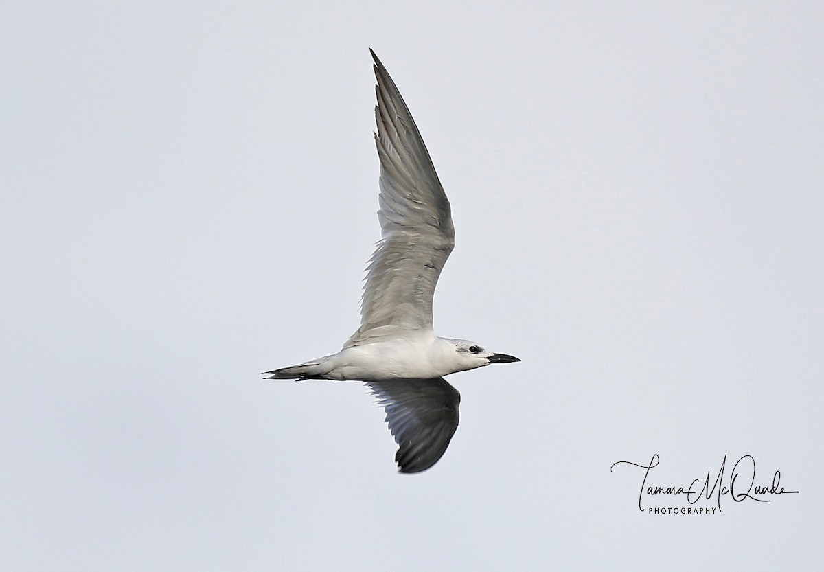 Gull-billed Tern - Tammy McQuade