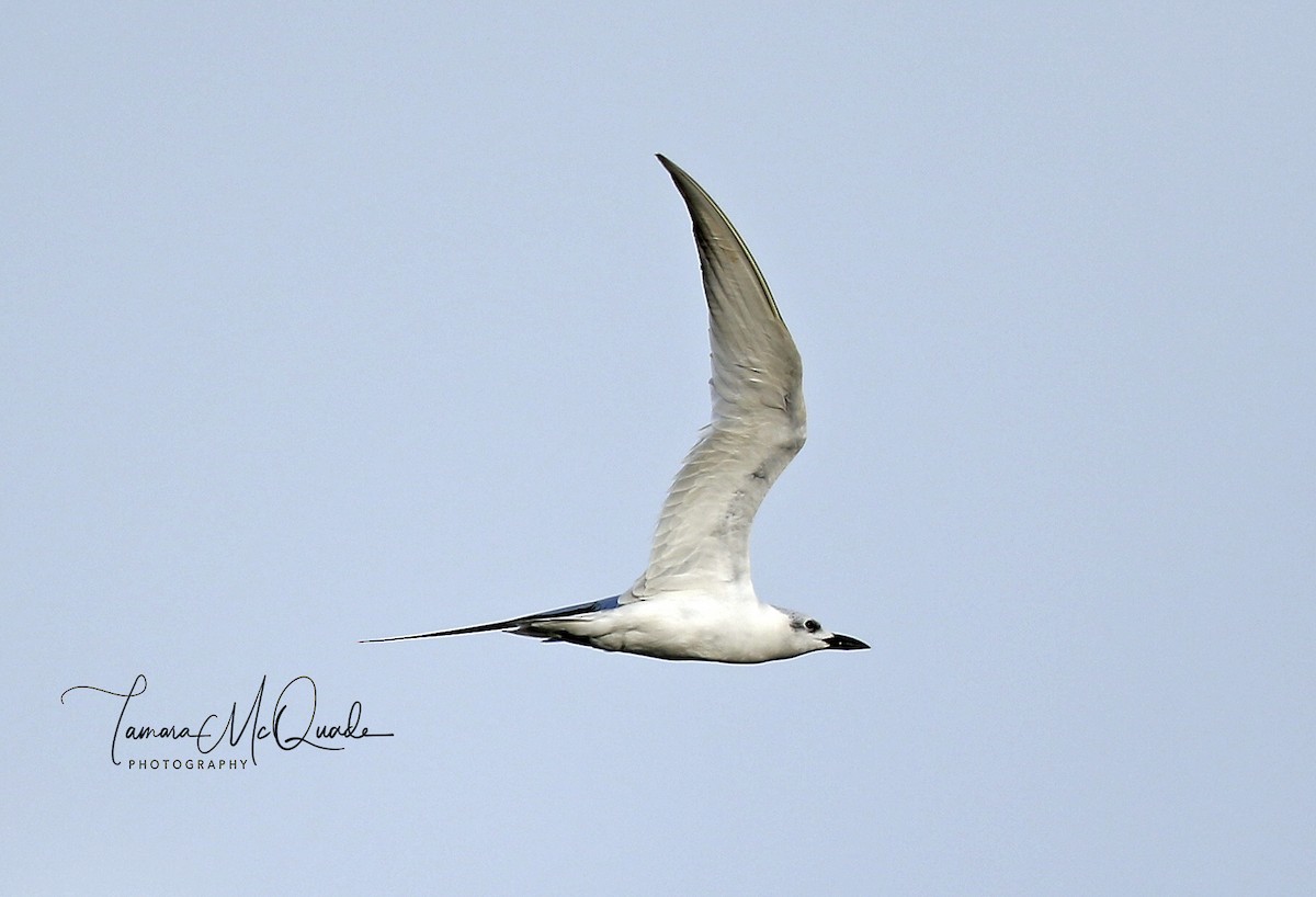 Gull-billed Tern - Tammy McQuade