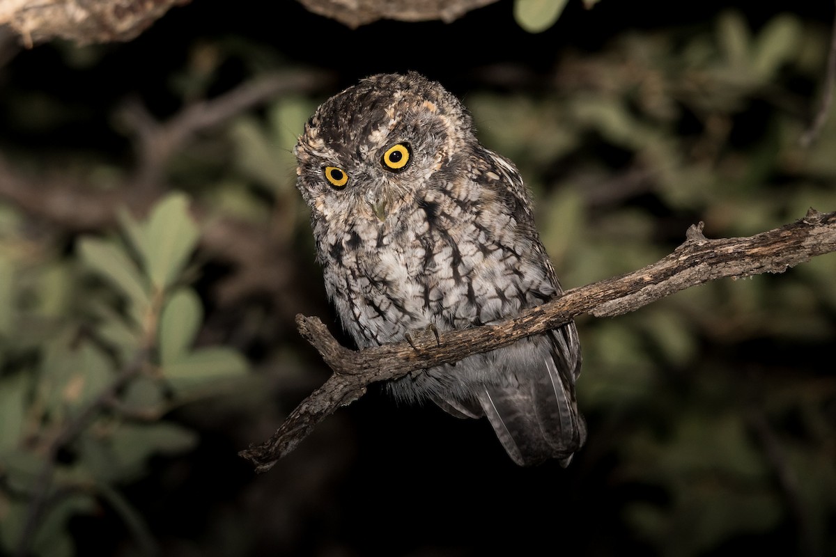 Whiskered Screech-Owl - Jesse Huth