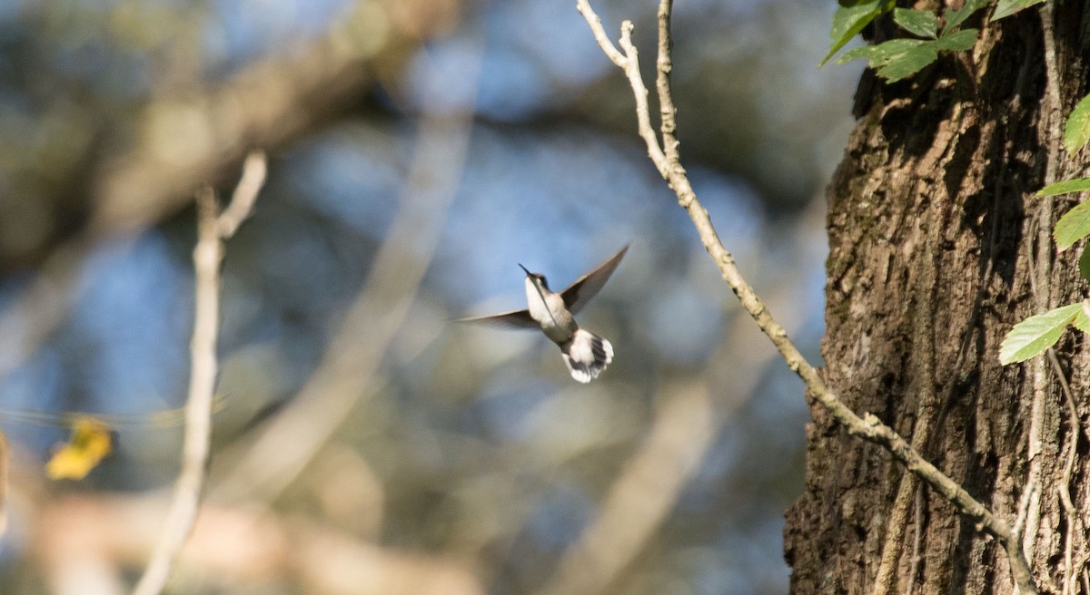 Ruby-throated Hummingbird - Matthew Skalla