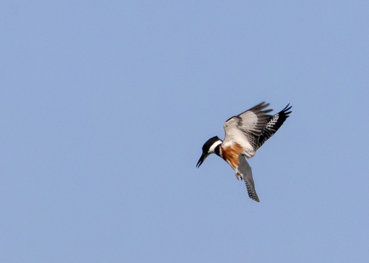 Belted Kingfisher - COA Club d'ornithologie d'Ahuntsic