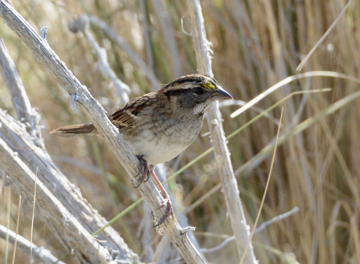 White-throated Sparrow - ML115130301