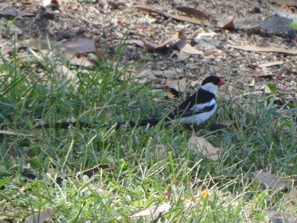 Pin-tailed Whydah - ML115133111