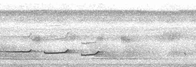 Grimpar à longue queue (groupe pallida) - ML115136