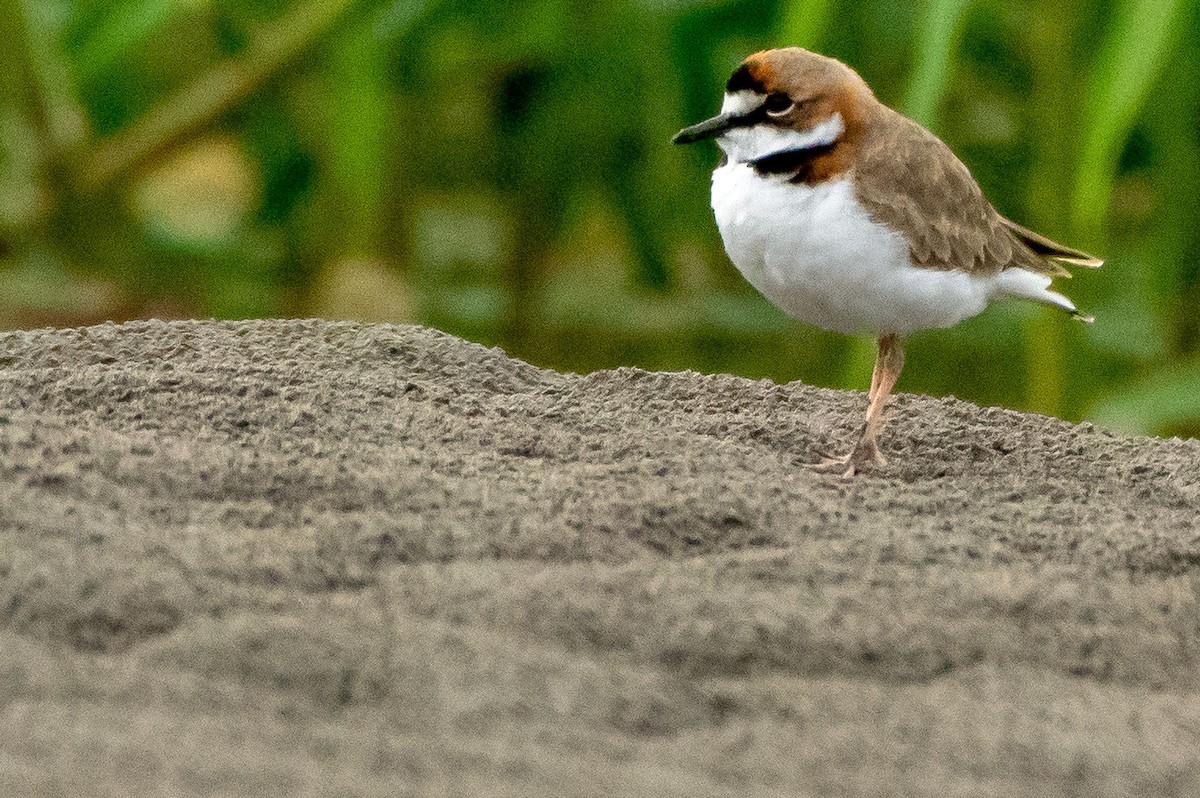 Collared Plover - ML115141591