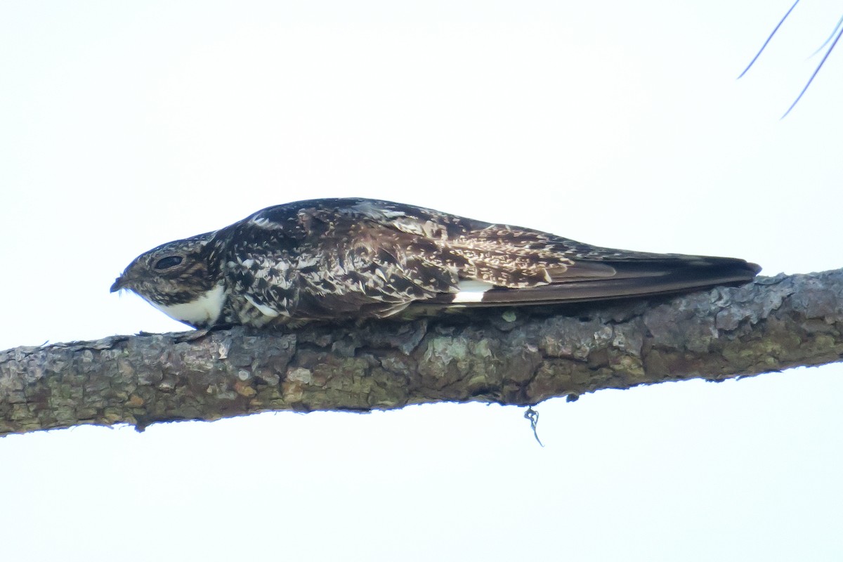 Common Nighthawk - Rishi Palit