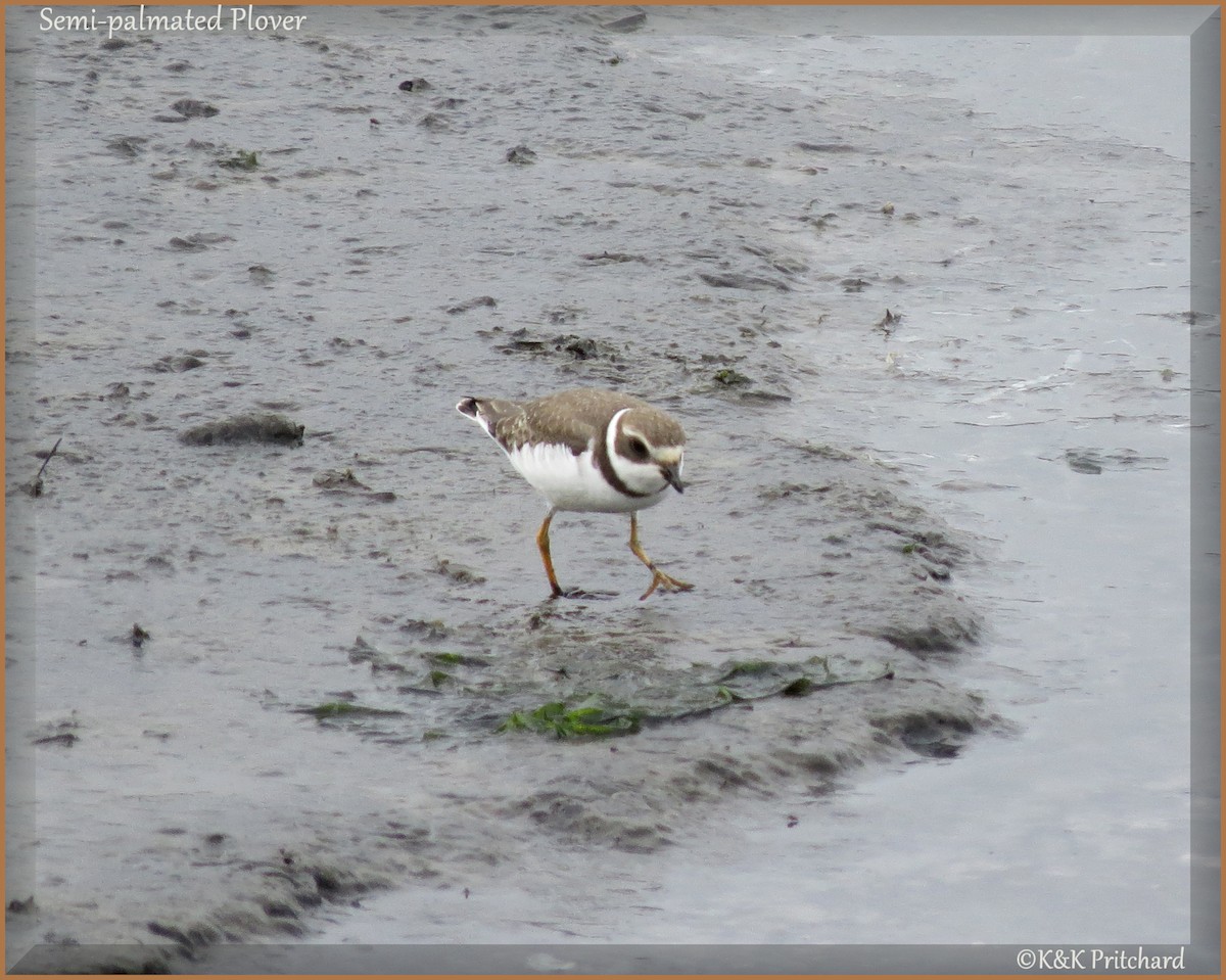 Semipalmated Plover - K & K Pritchard