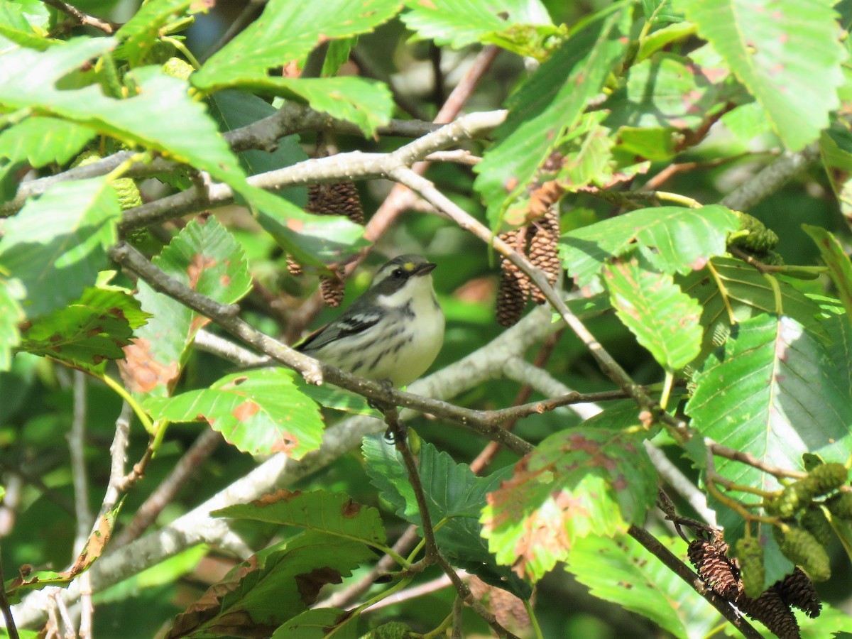 Black-throated Gray Warbler - Chris Hayward
