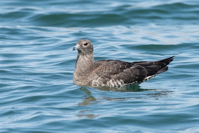 Parasitic Jaeger