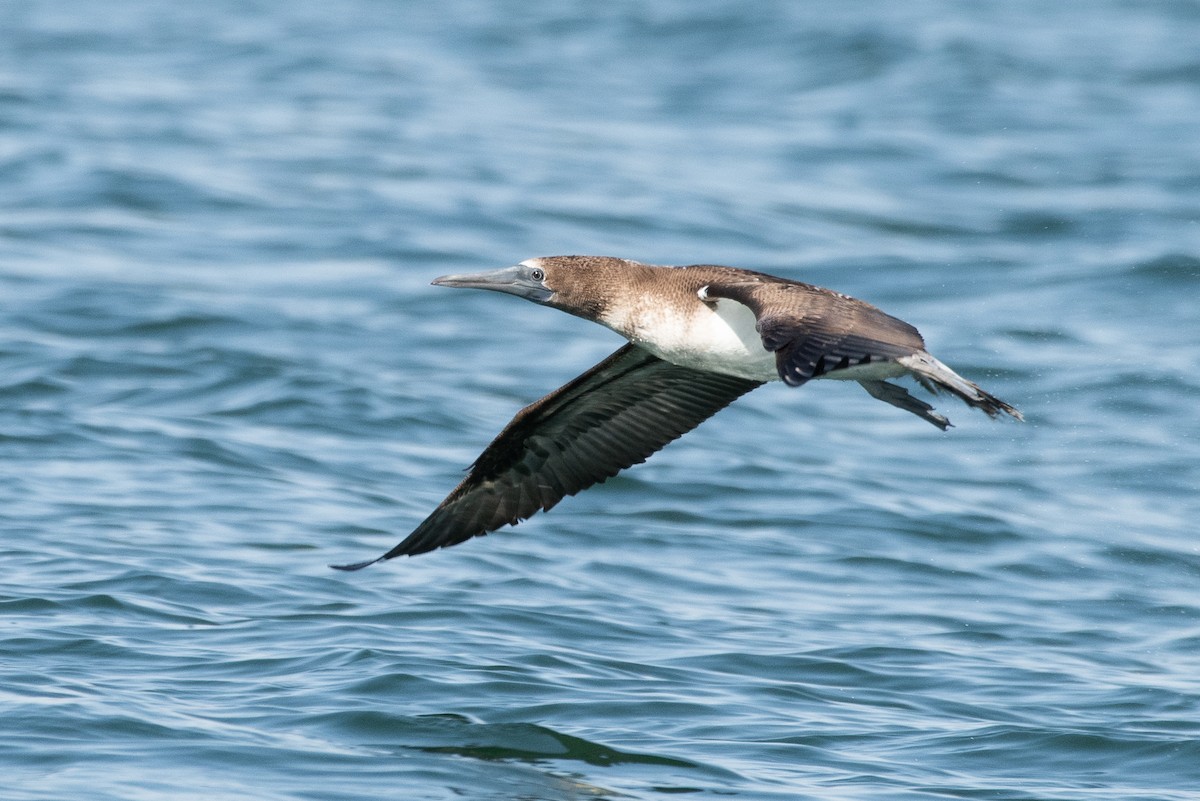 Blue-footed Booby - Adam Jackson