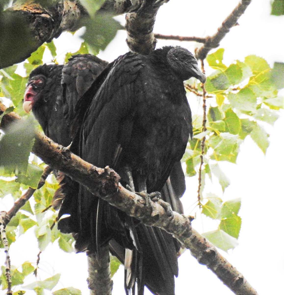 Black Vulture - Sharon Dewart-Hansen