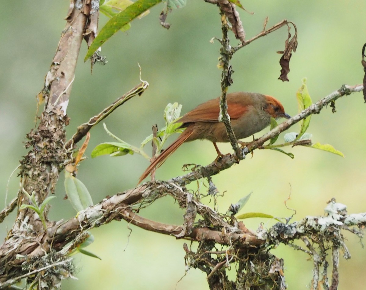 Red-faced Spinetail - Bitty Roy