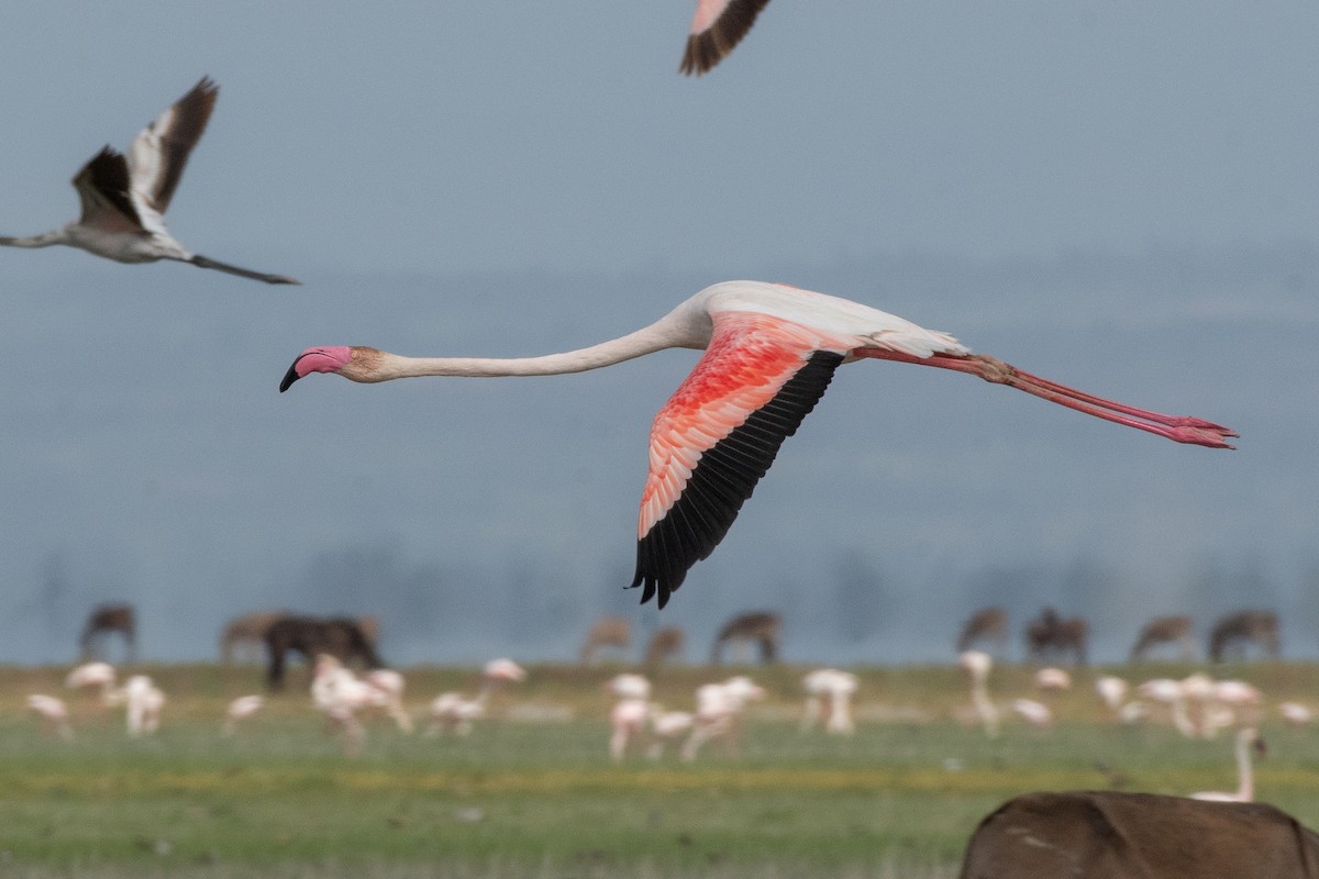 Greater Flamingo - Ana Paula Oxom
