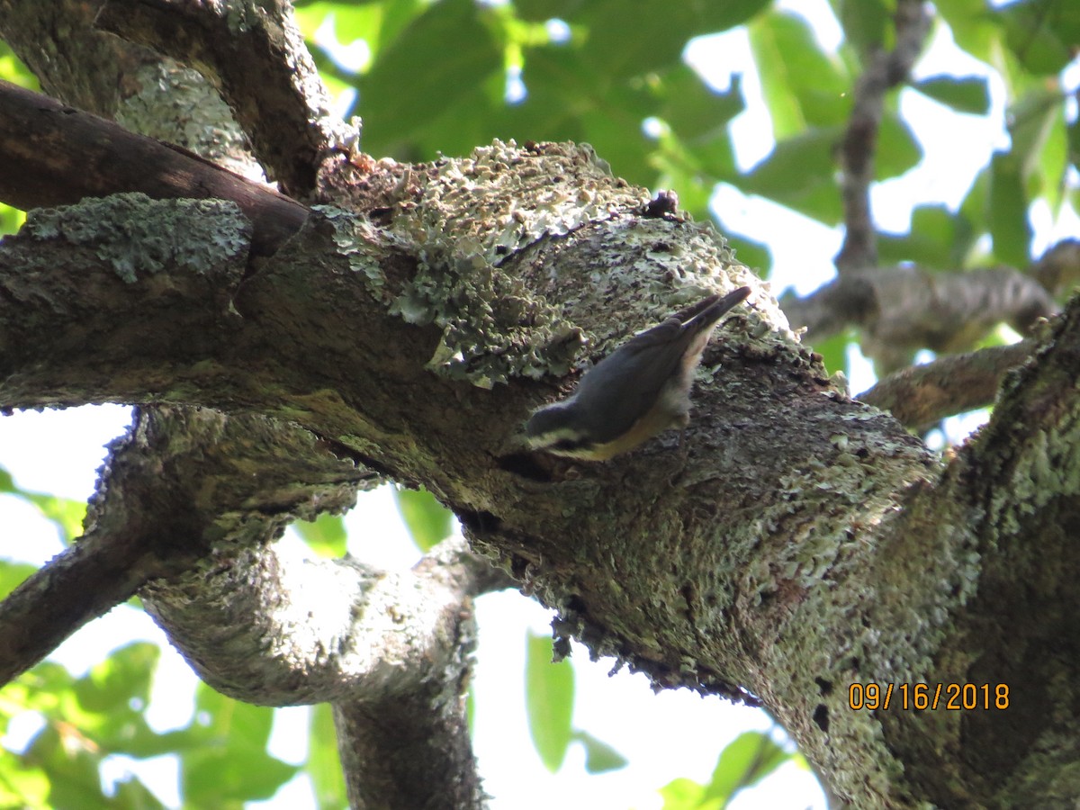 Red-breasted Nuthatch - ML115161381