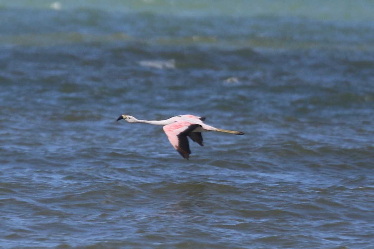Andean Flamingo - ML115165121