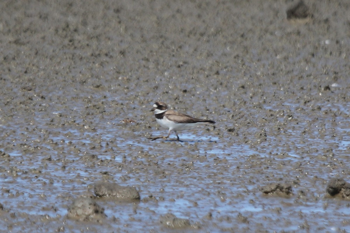 Semipalmated Plover - ML115165871