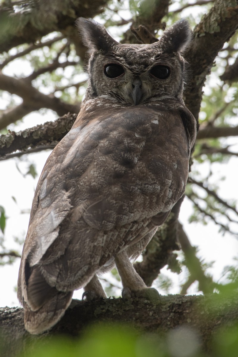 Grayish Eagle-Owl - ML115167001