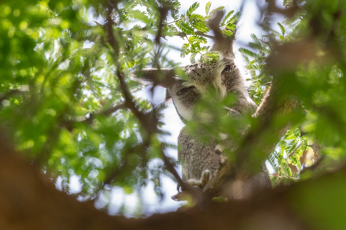 Northern White-faced Owl - ML115167231