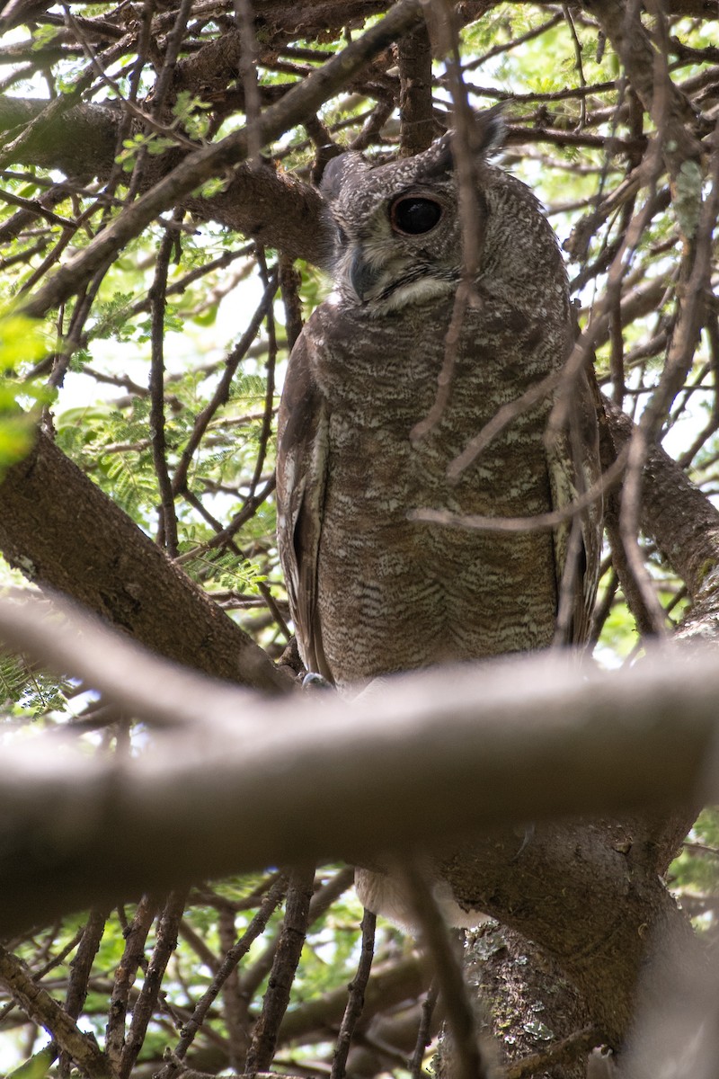 Grayish Eagle-Owl - Ana Paula Oxom