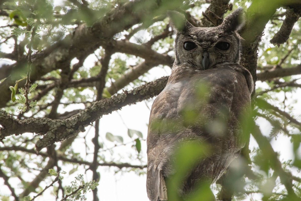 Grayish Eagle-Owl - ML115167591