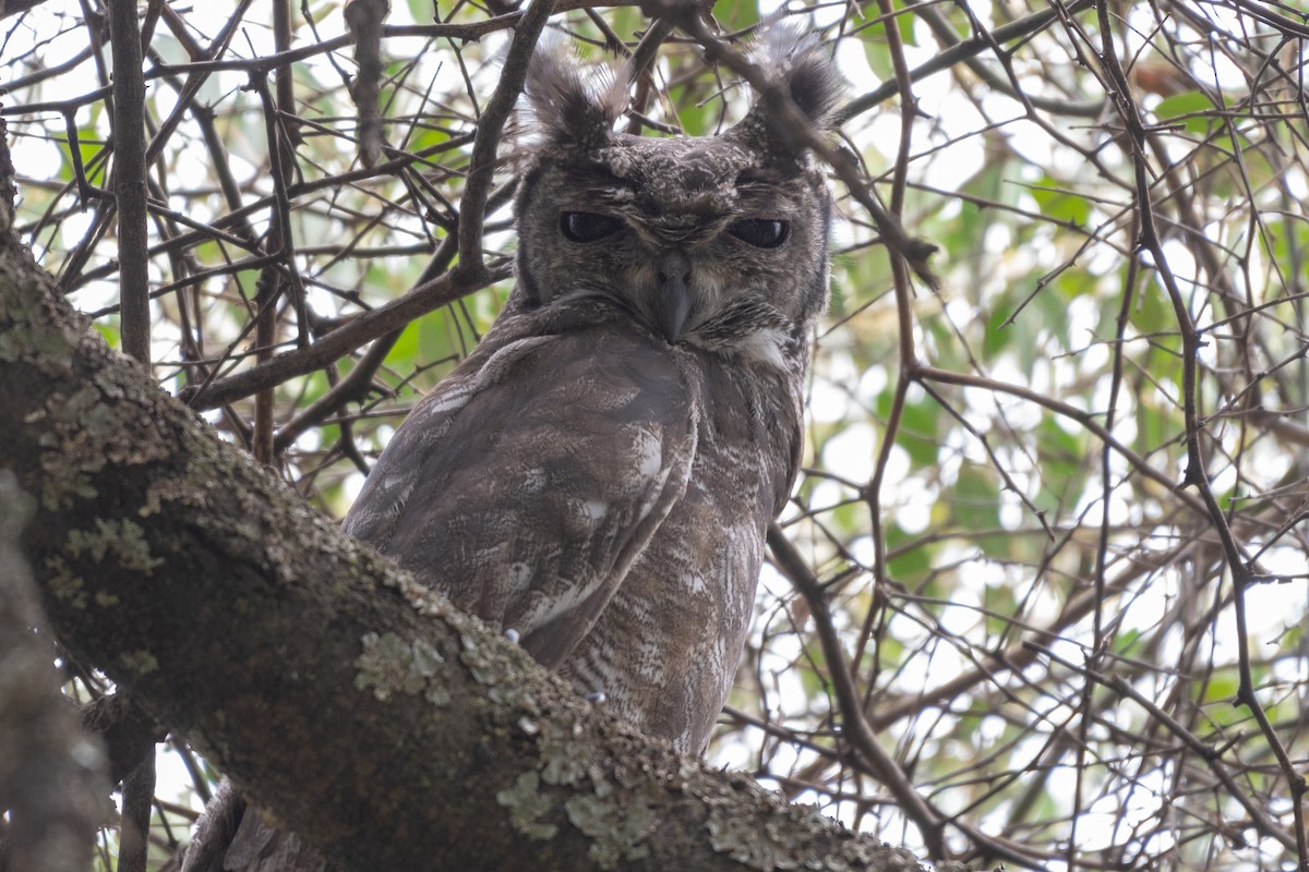 Grayish Eagle-Owl - Ana Paula Oxom