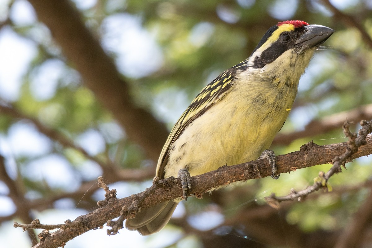 Red-fronted Barbet - Ana Paula Oxom