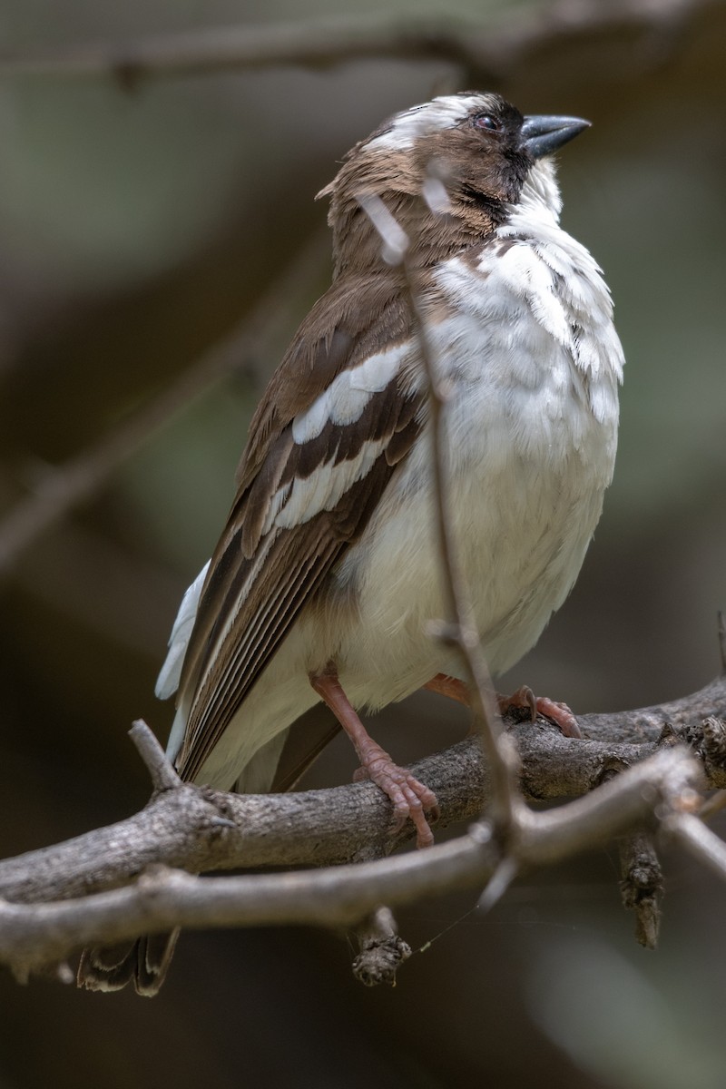 White-browed Sparrow-Weaver (Black-billed) - ML115168861