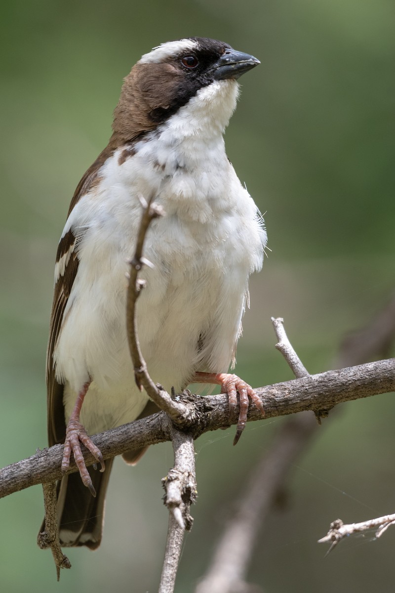 White-browed Sparrow-Weaver (Black-billed) - ML115168901