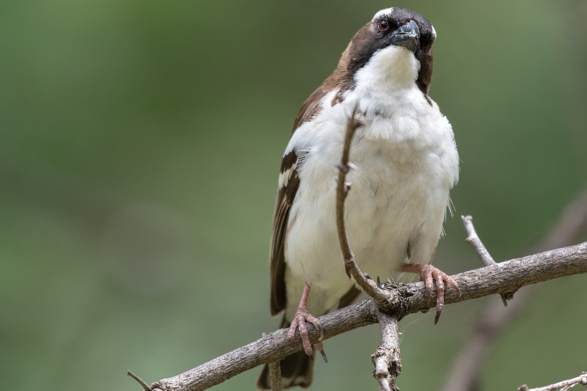 White-browed Sparrow-Weaver (Black-billed) - ML115168981