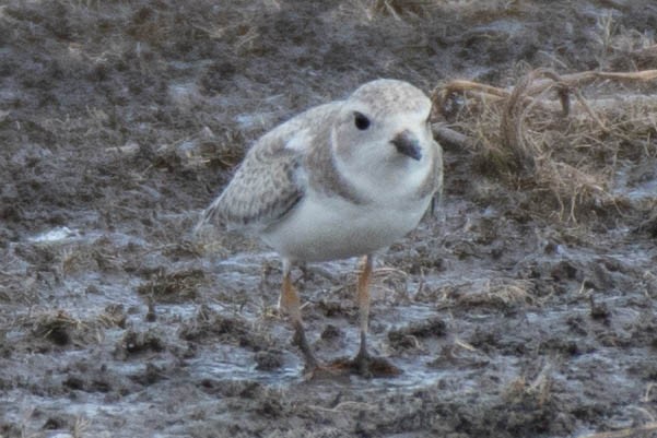 Piping Plover - ML115169501