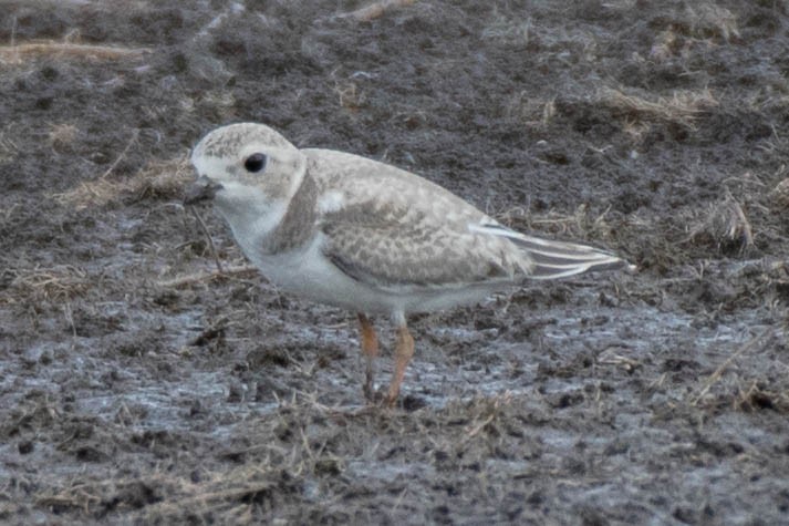 Piping Plover - ML115169511